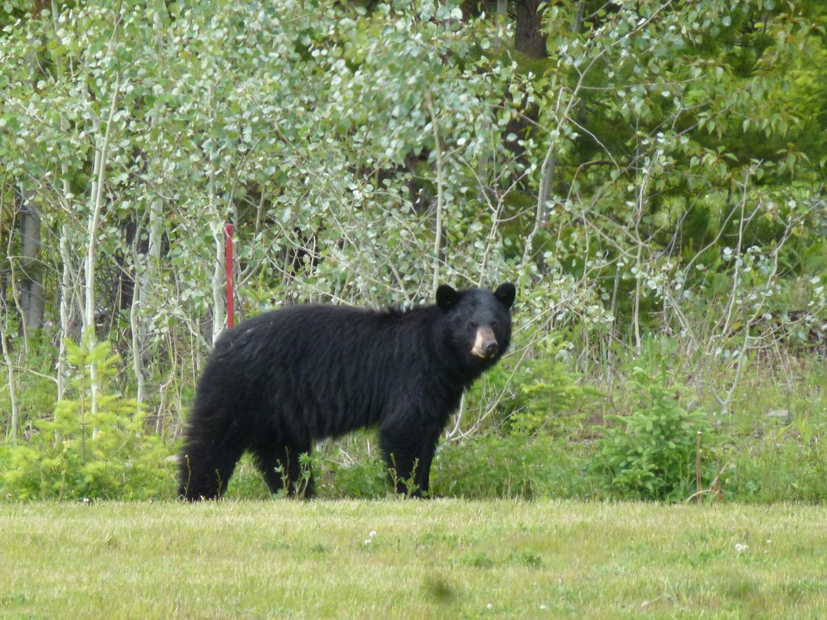 Little Black Bear Lodge/B&B Bridge Lake Kültér fotó