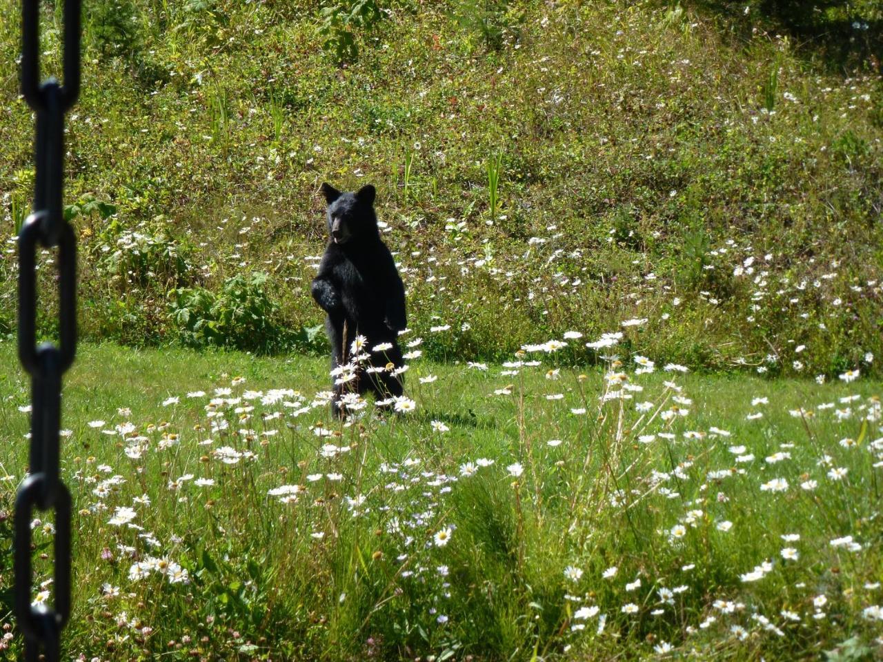 Little Black Bear Lodge/B&B Bridge Lake Kültér fotó